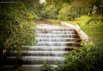 عکس پروفایل جنگل تاریک