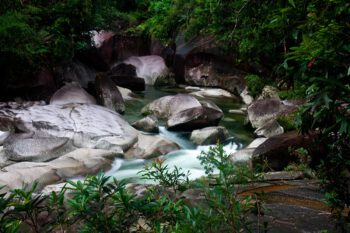 عکس پروفایل جنگل تاریک