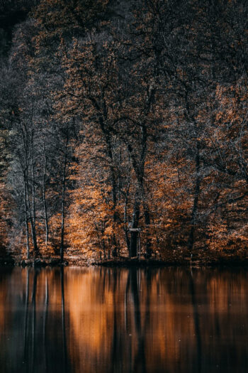 عکس پروفایل جنگل تاریک