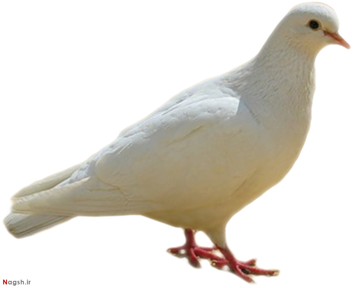 کبوتر سفید