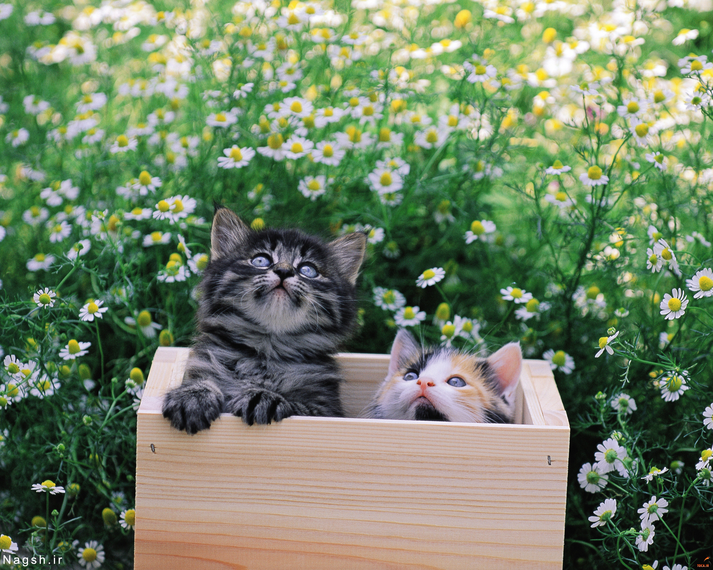 گربه ها در جعبه