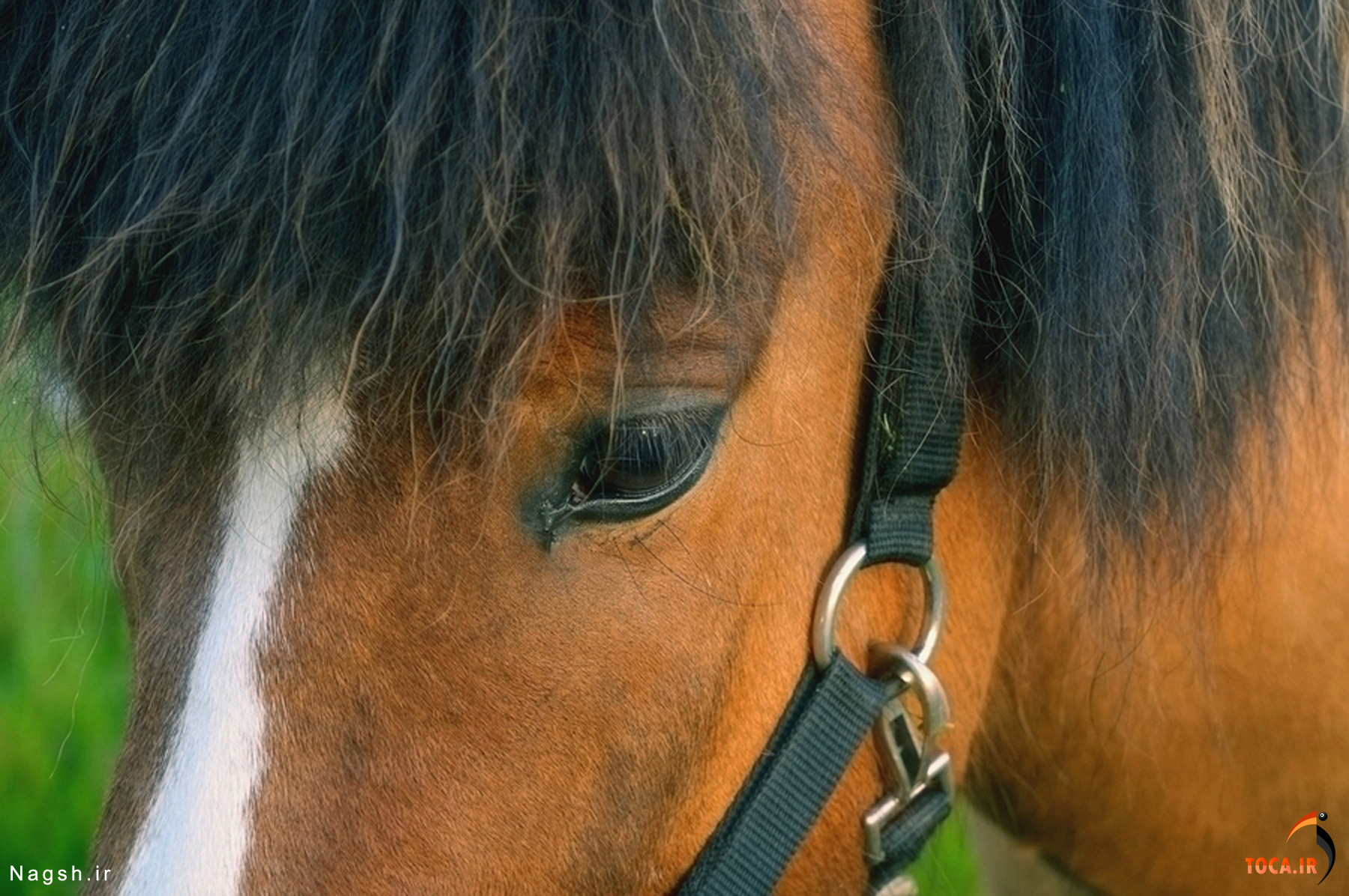 چشم اسب قهوه ای