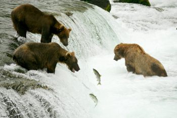 آب بازی خرسها