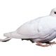 کبوتر سفید