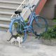 گربه و دوچرخه
