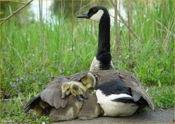 اردک و بچه هایش