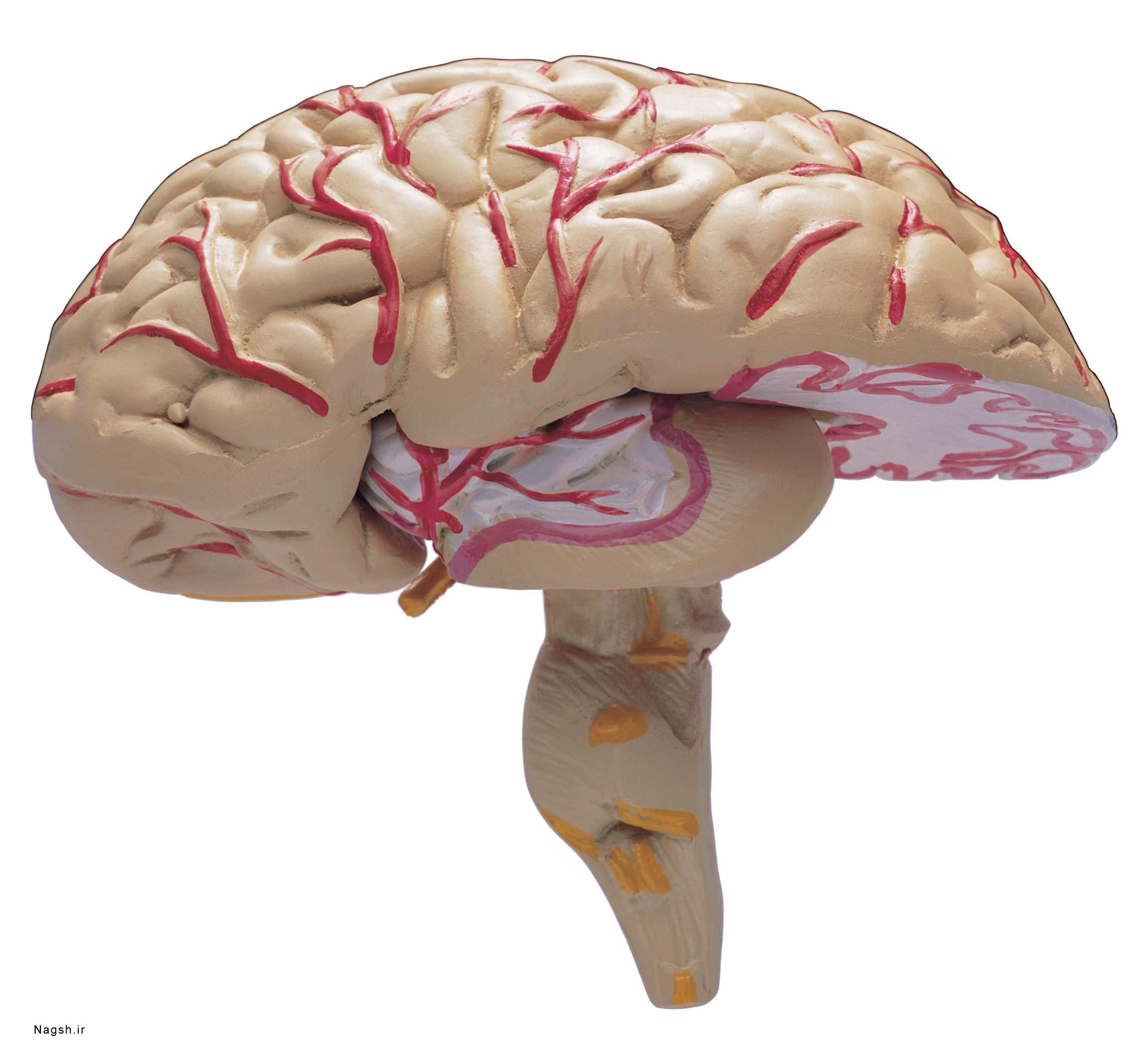 Тело без мозга. Модель мозга человека. Изолированный мозг.