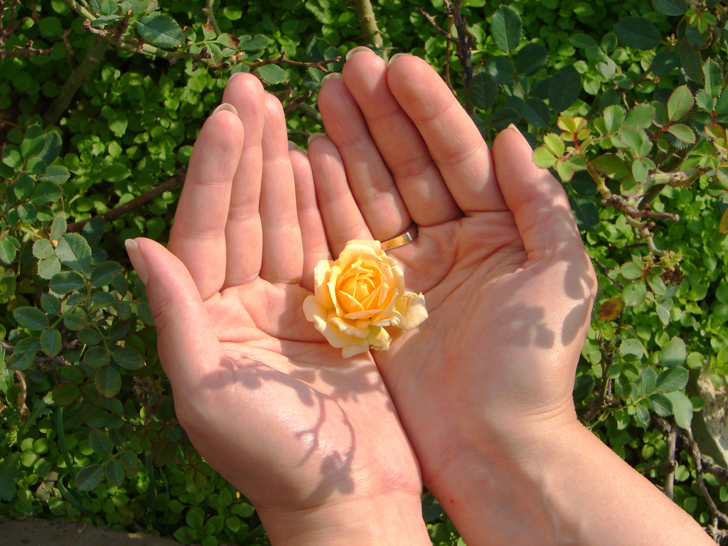 گل زرد رنگ داخل دست
