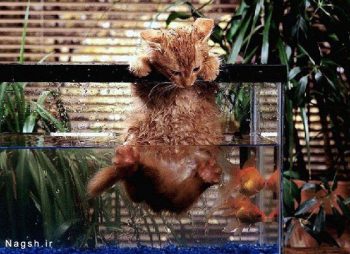 گربه در تنگ ماهی