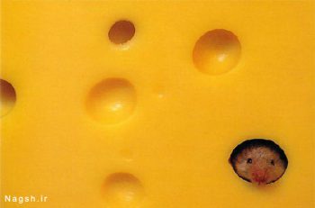 موش داخل پنیر