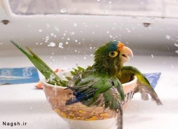 آب تنی طوطی