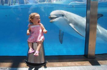 ترس بچه از دلفین