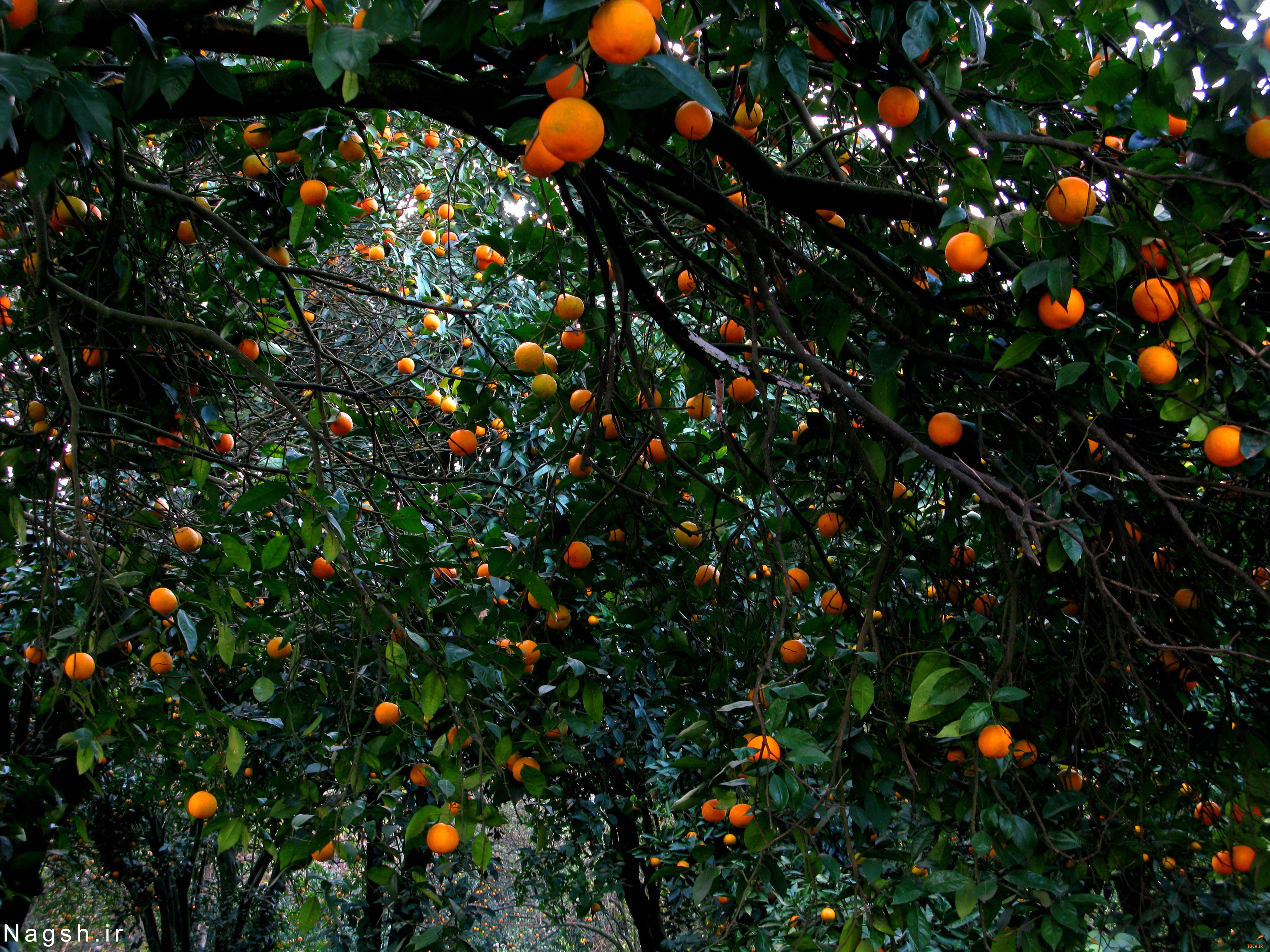 درخت های نارنج لنگرود