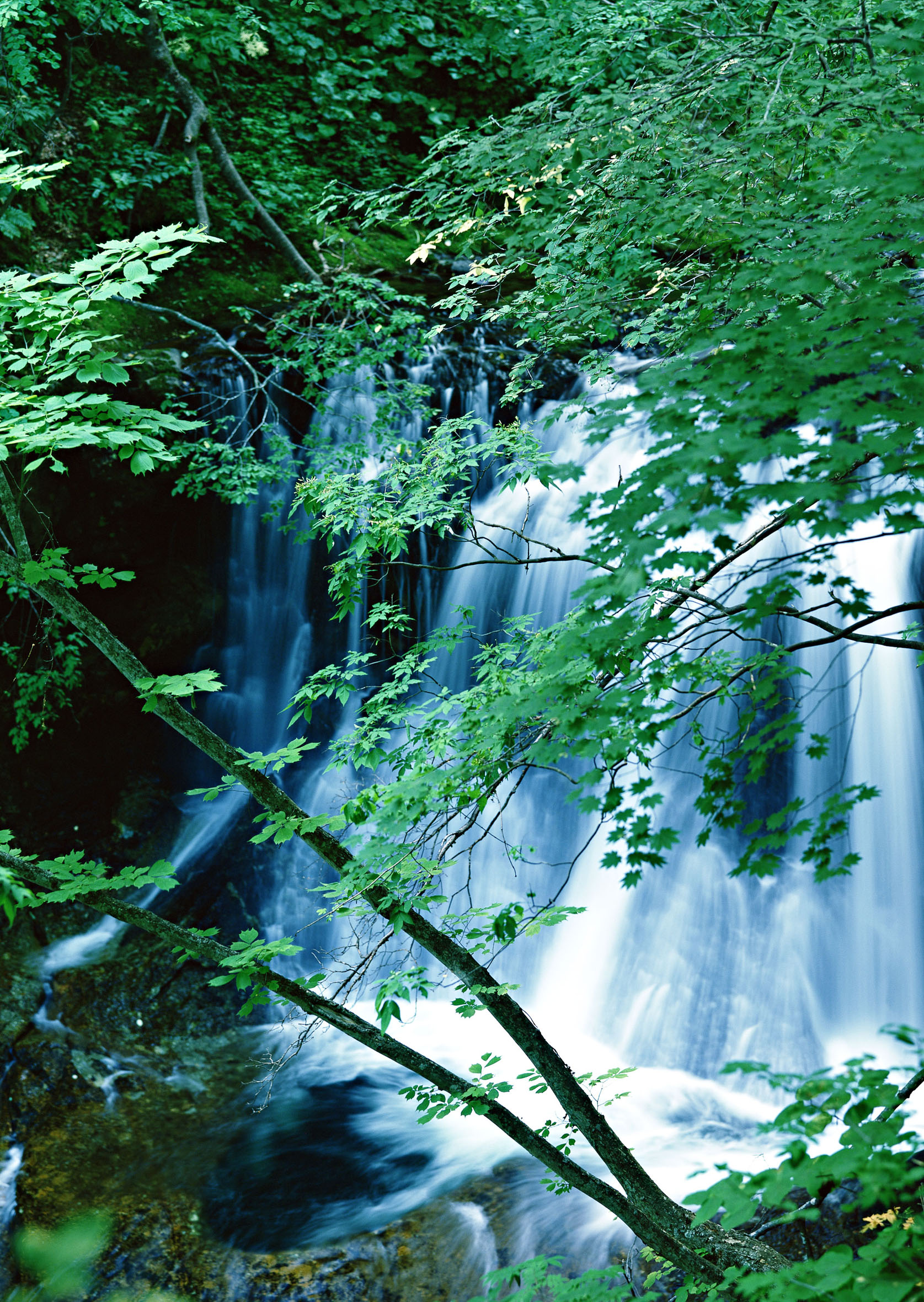 گذر آبشار از بین درختان