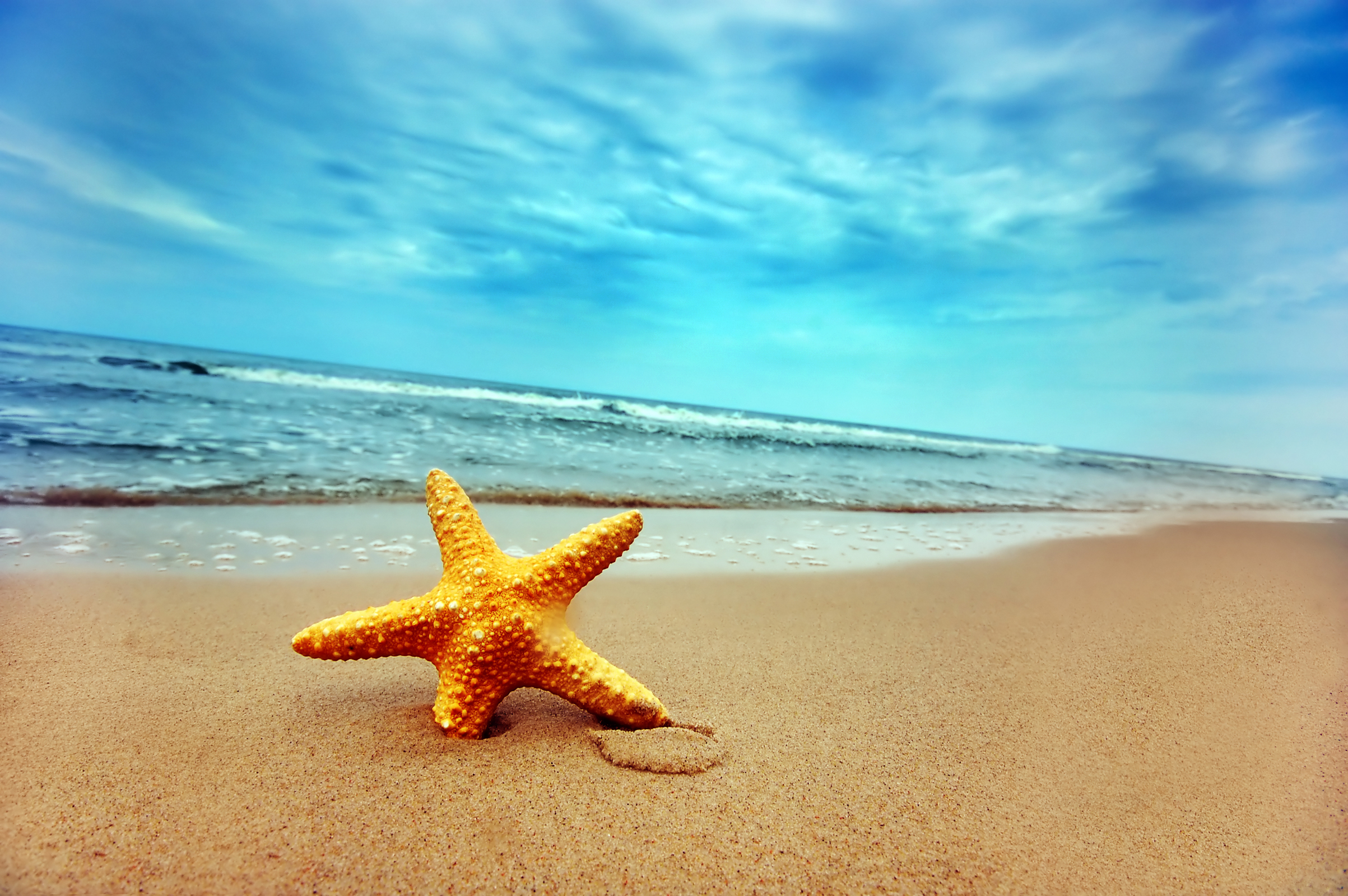 ستاره دریایی کنار ساحل