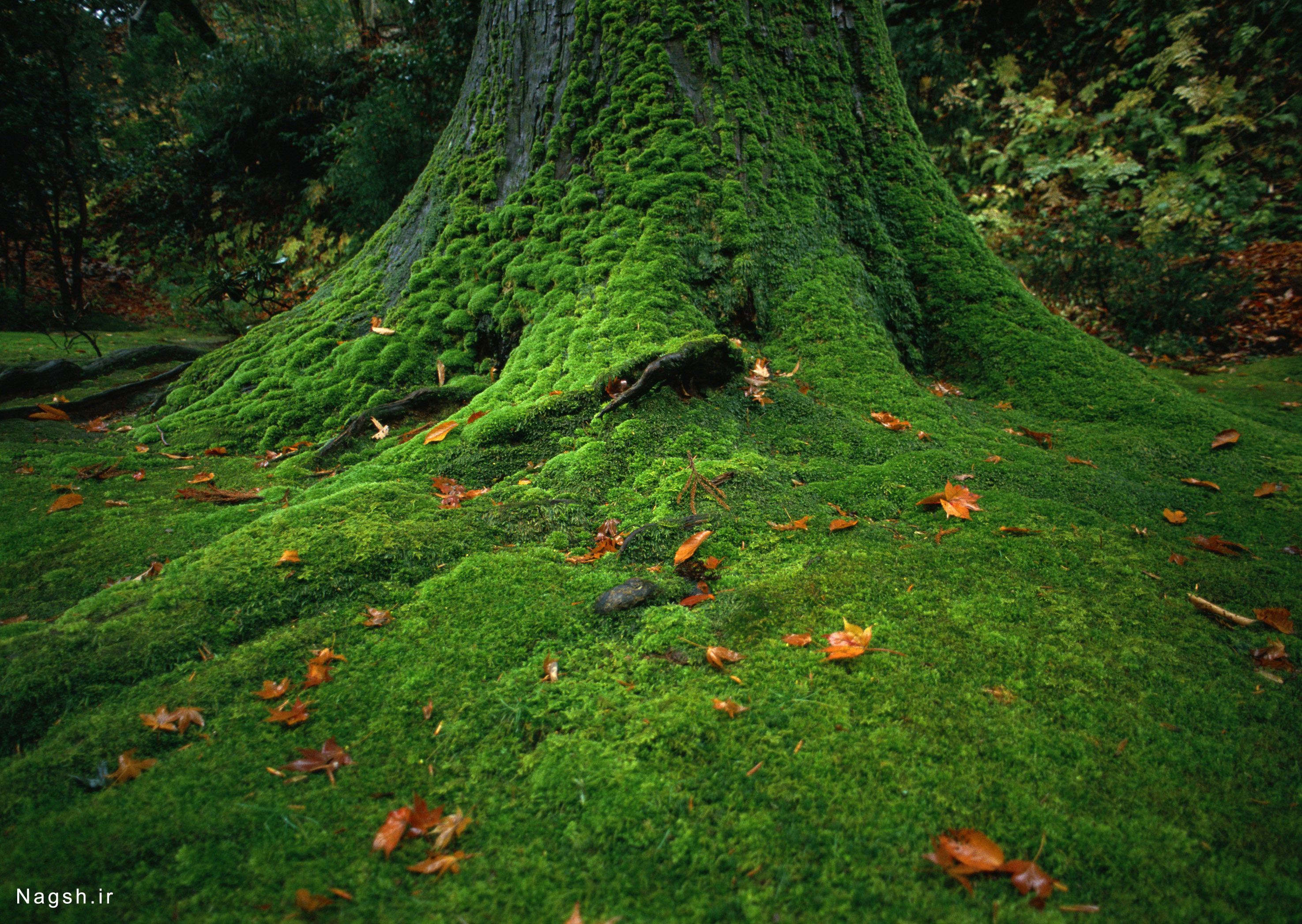 Lots of trees. Мох на дереве. Мох на земле. Мох в лесу. Мшистое дерево.