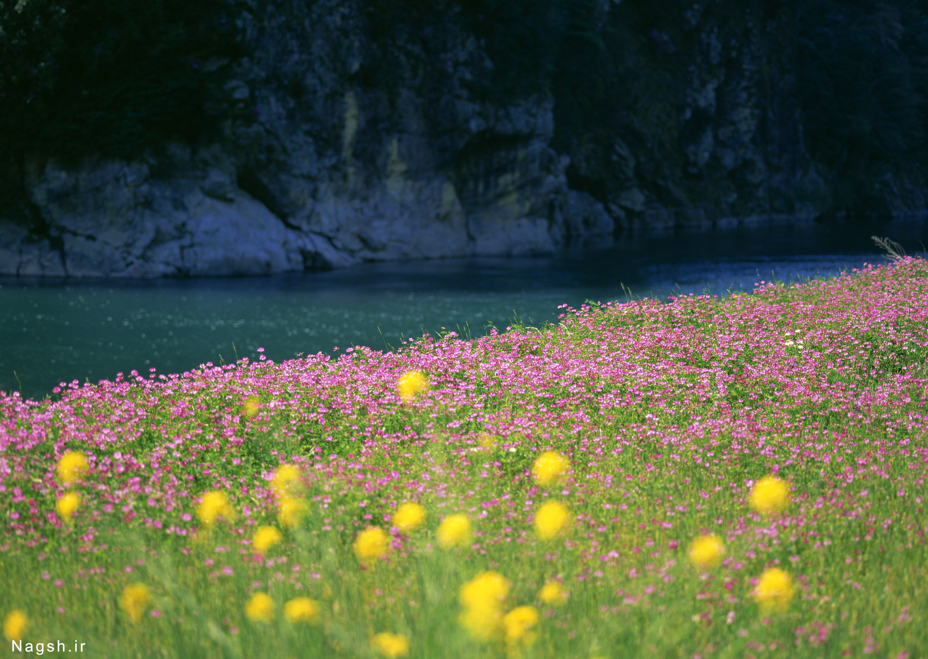 Красивая природа поляна. Природа цветы. Красивая Поляна. Красивая природа лето. Цветочная Поляна.