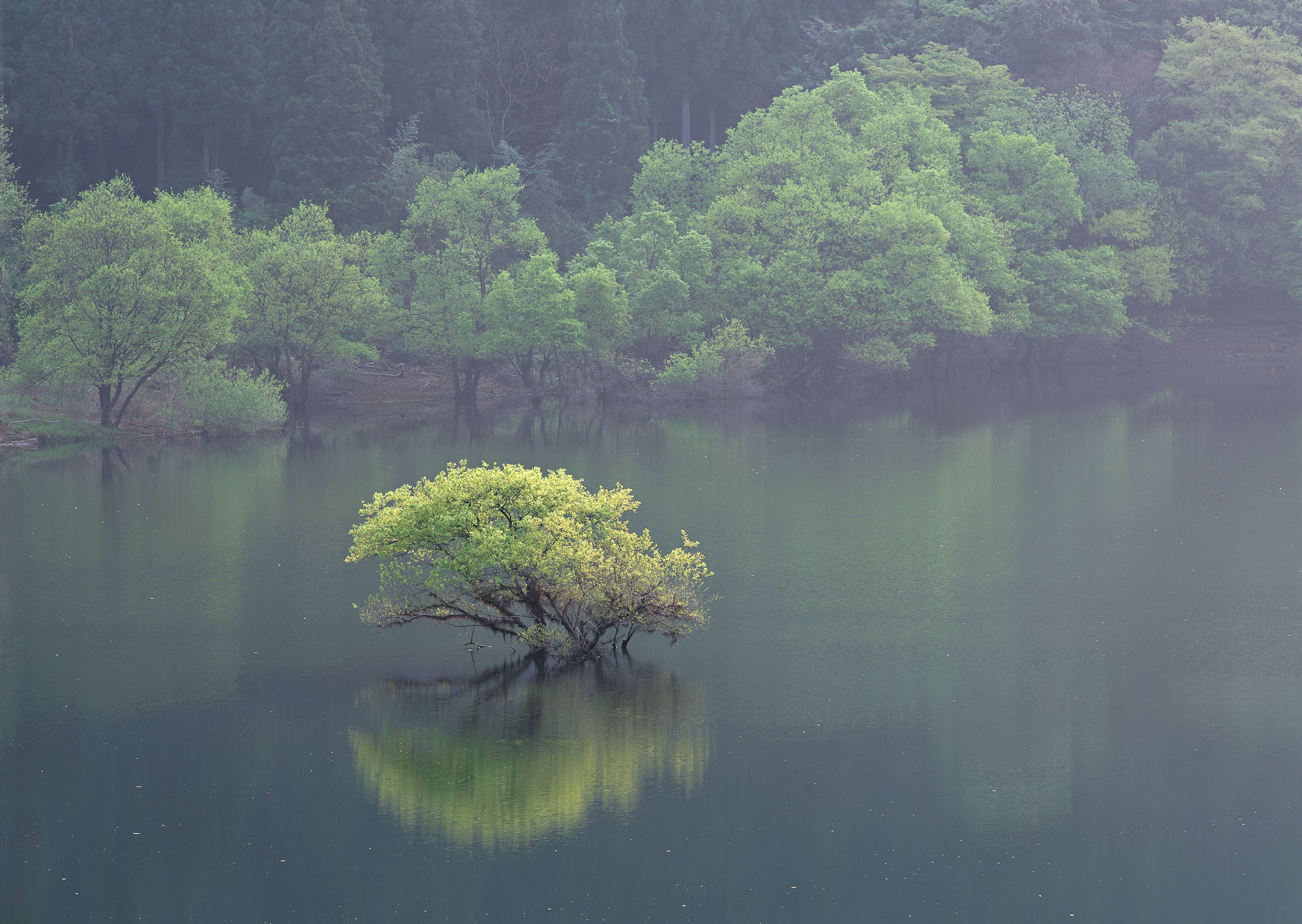 درختچه ای در وسط آب