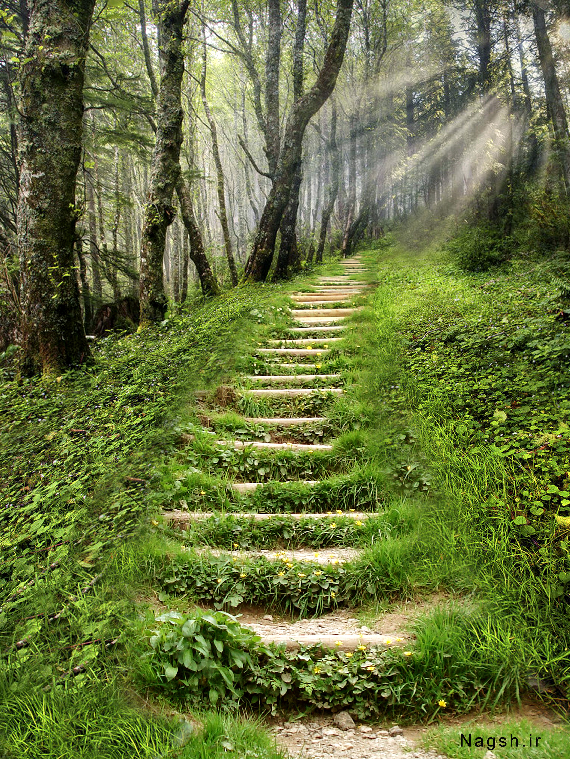 پله هایی در دل جنگل