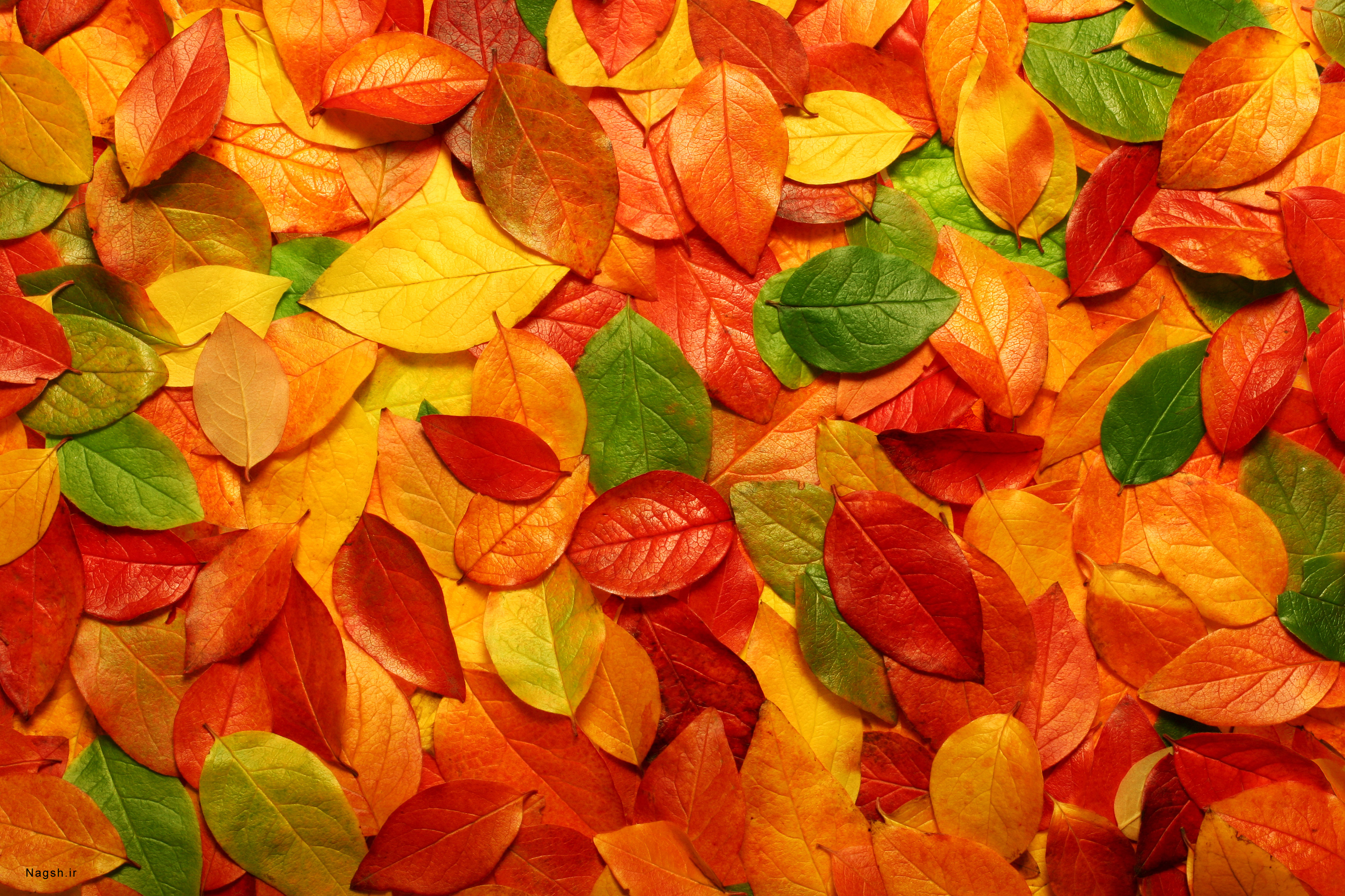 برگ های رنگارنگ پاییز