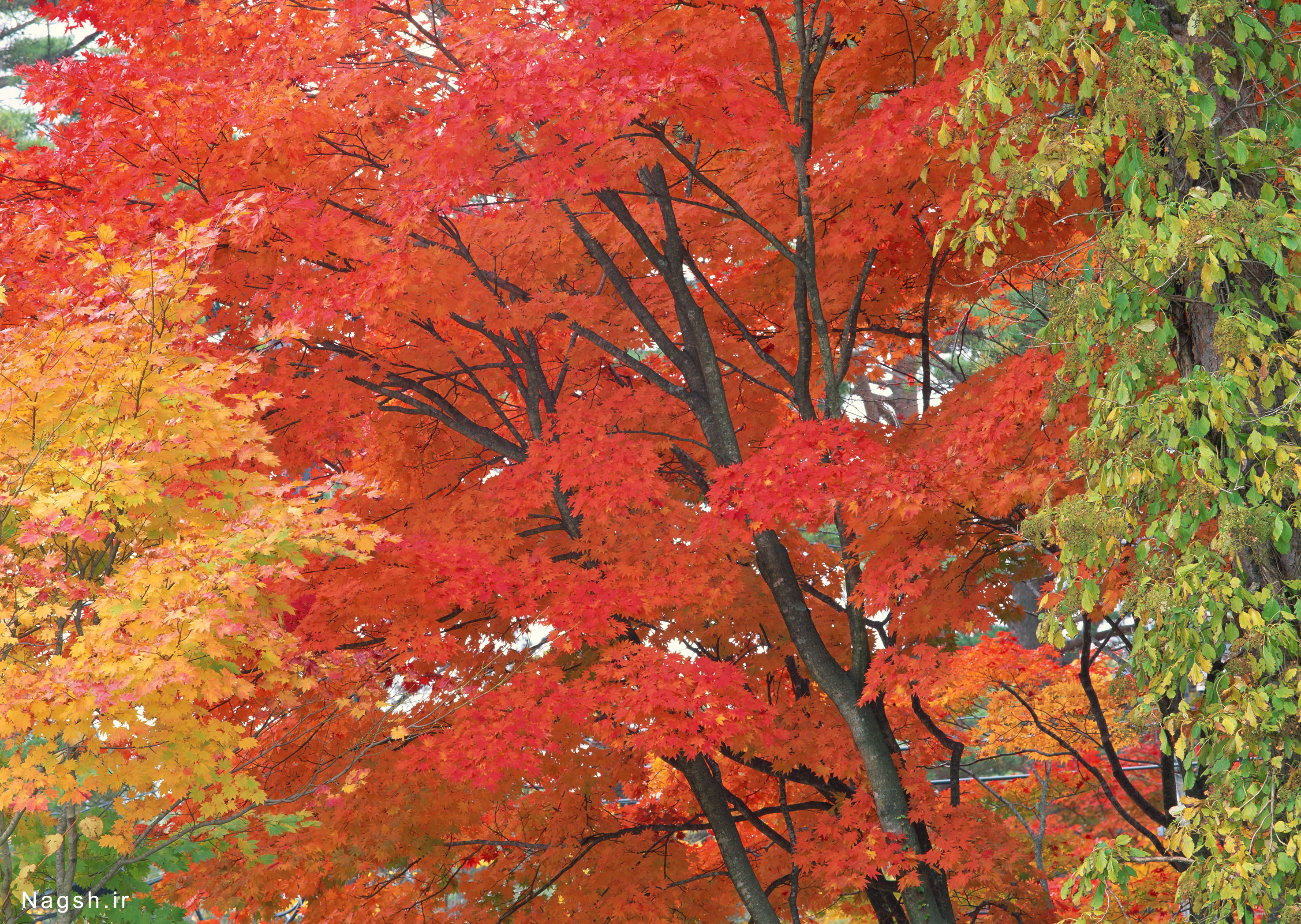 به رنگ پاییز