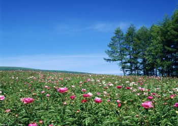 دشت پر از گل