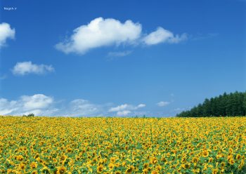 دشت آفتاب گردان