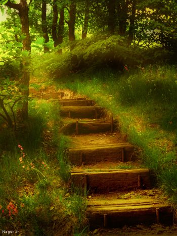 پله در جنگل