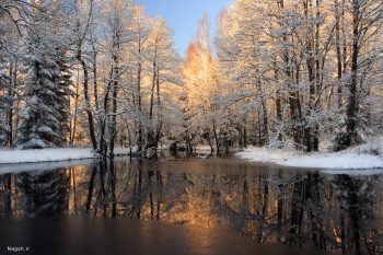 انعکاس تصویر پر از برف درختان در آب