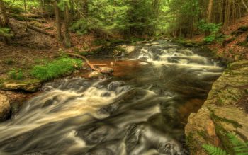 عکس پروفایل جنگل تاریک