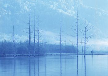 عکس پروفایل جنگل تاریک