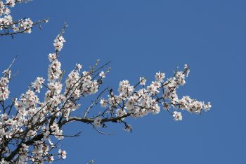 درخت با شکوفه های بهاری