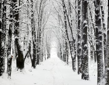 درختان زیر برف