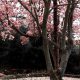 درخت پر از شکوفه