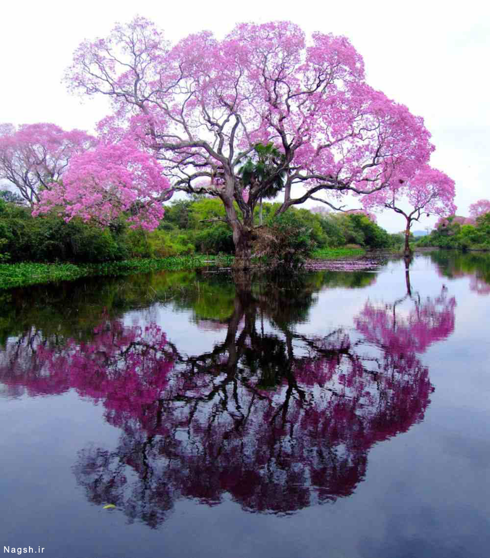 درخت پر شکوفه