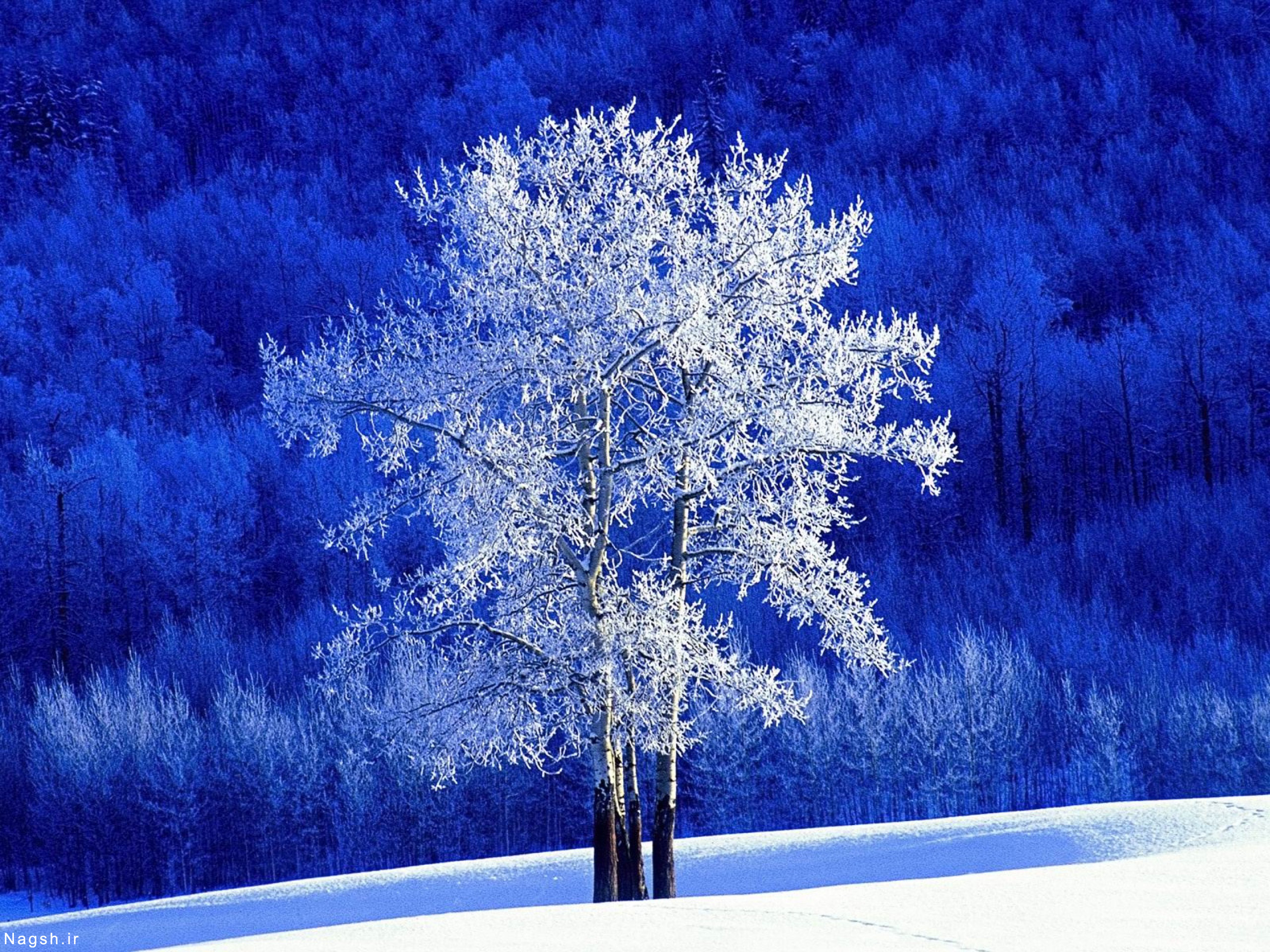 Зима красивые деревья. Зимнее дерево. Деревья в снегу. Иней на деревьях. Красивые снежные деревья.