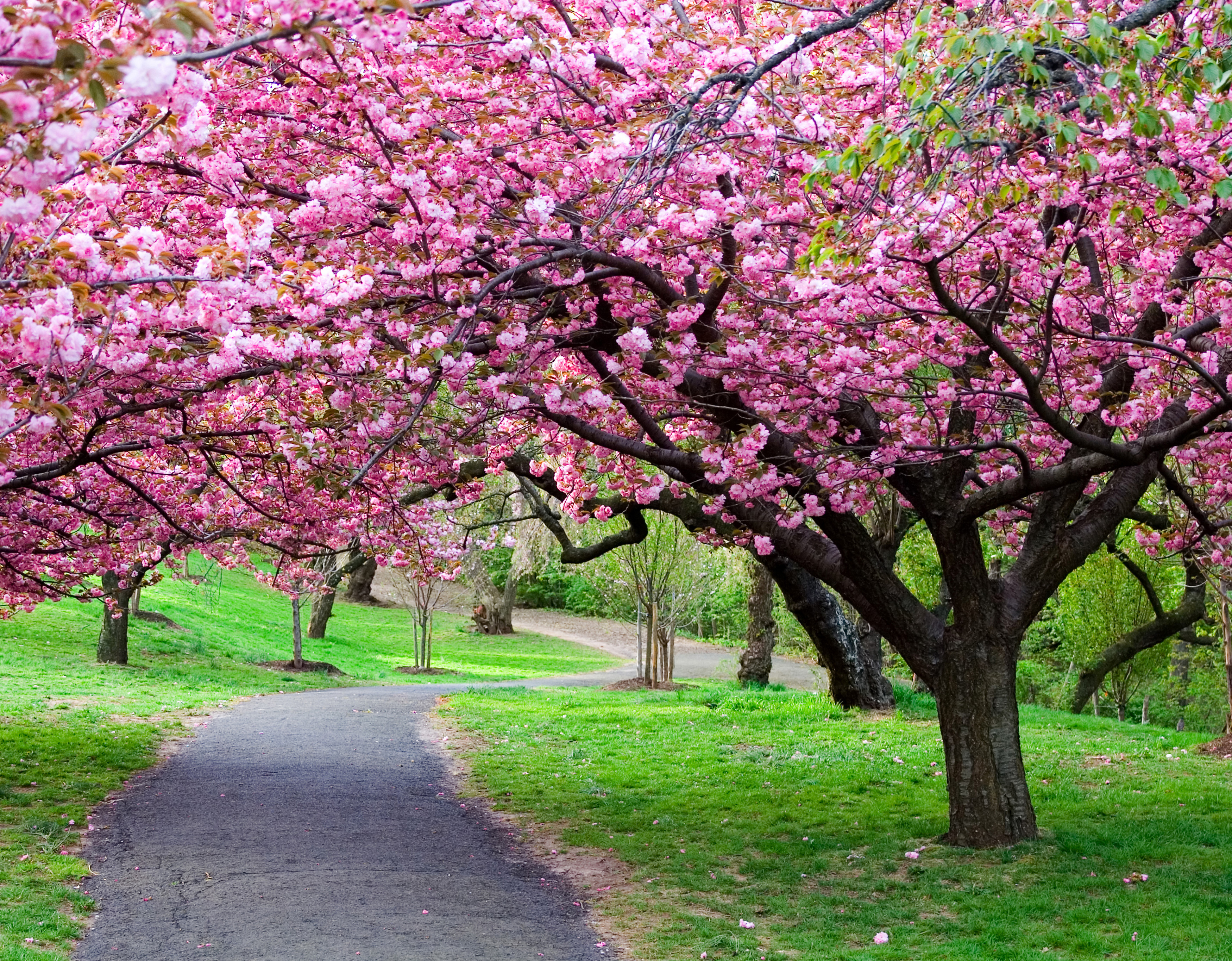 درخت با شکوفه های بهاری