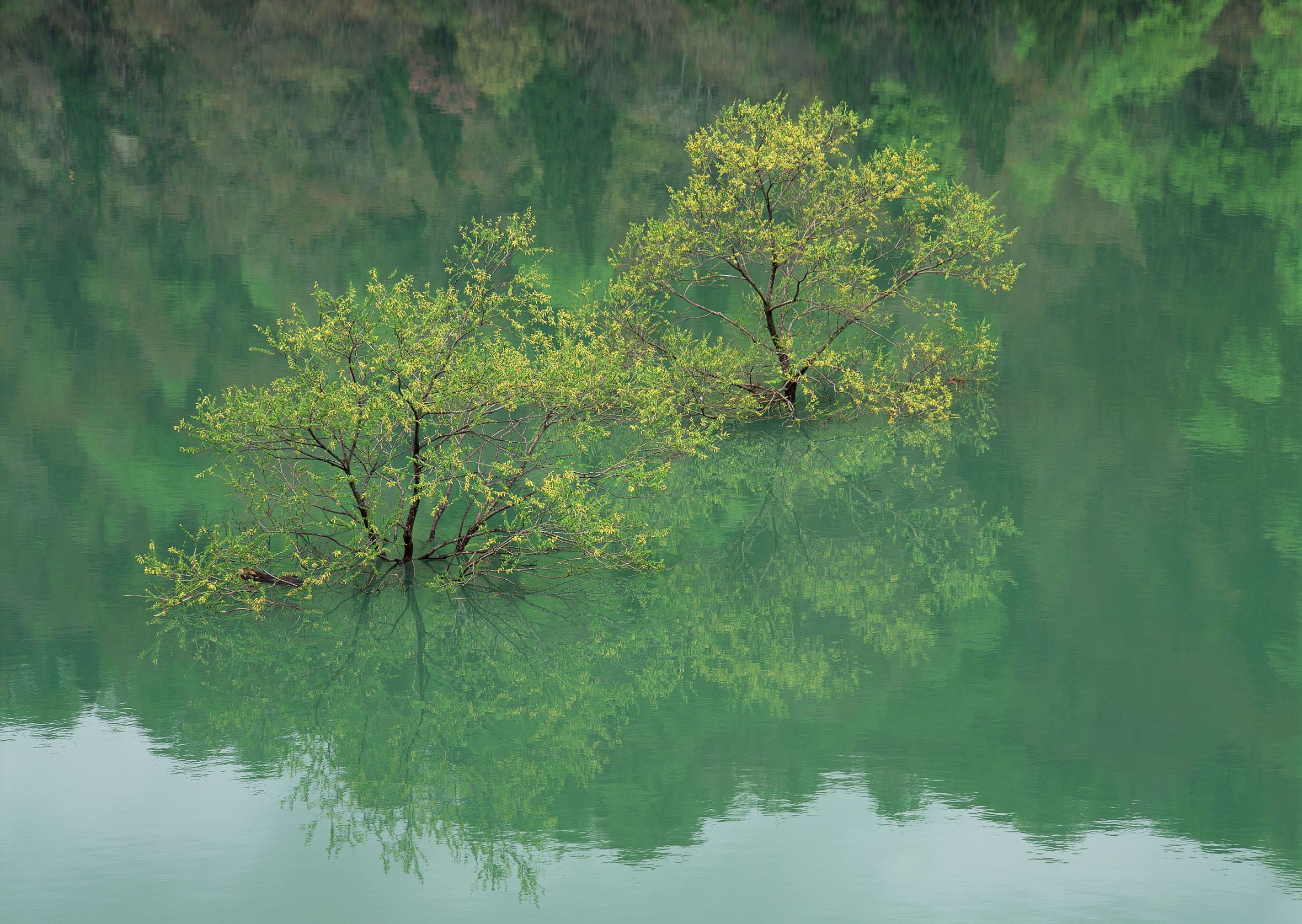 درختچه های داخل آب